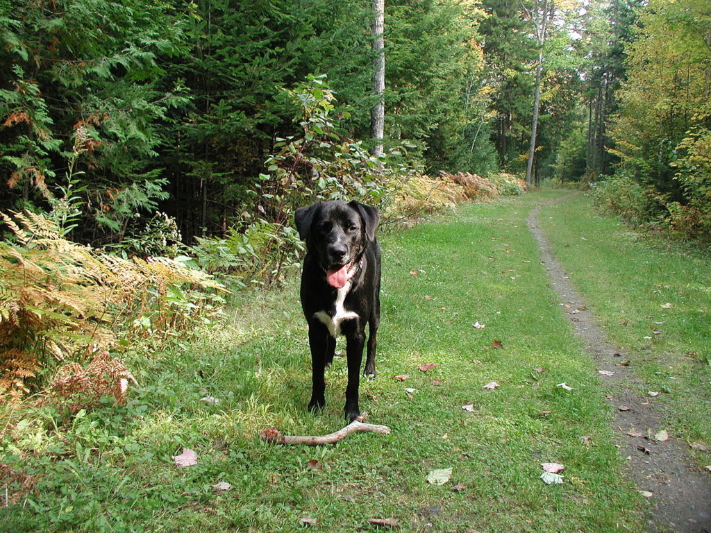 dog with a stick