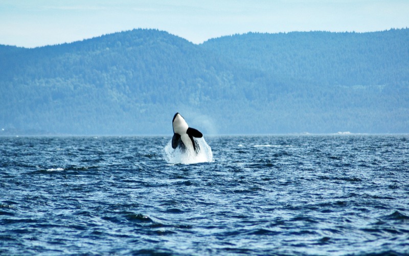 whale watching