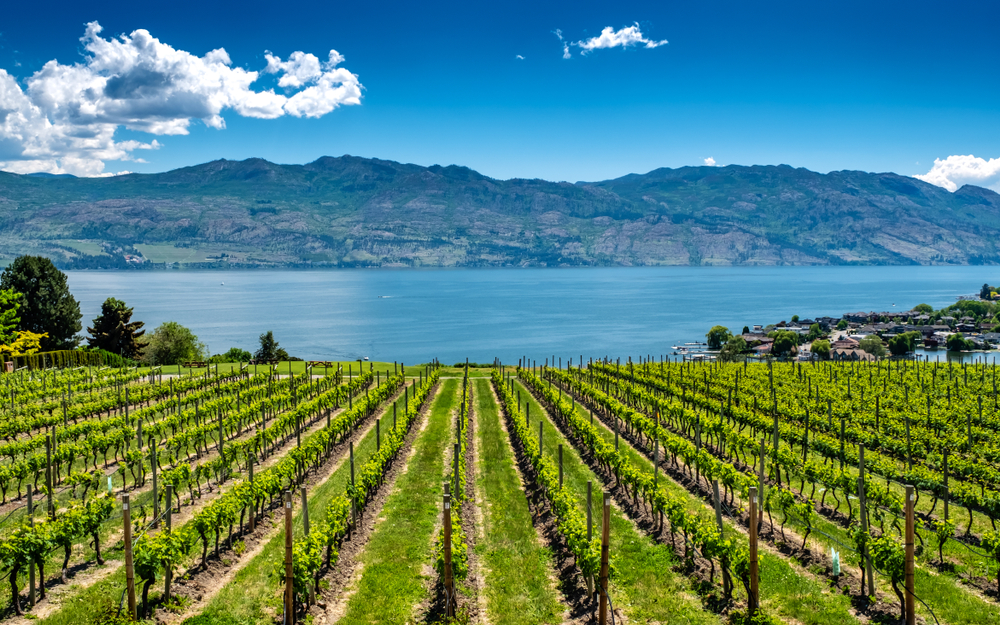 okanagan lake vineyard