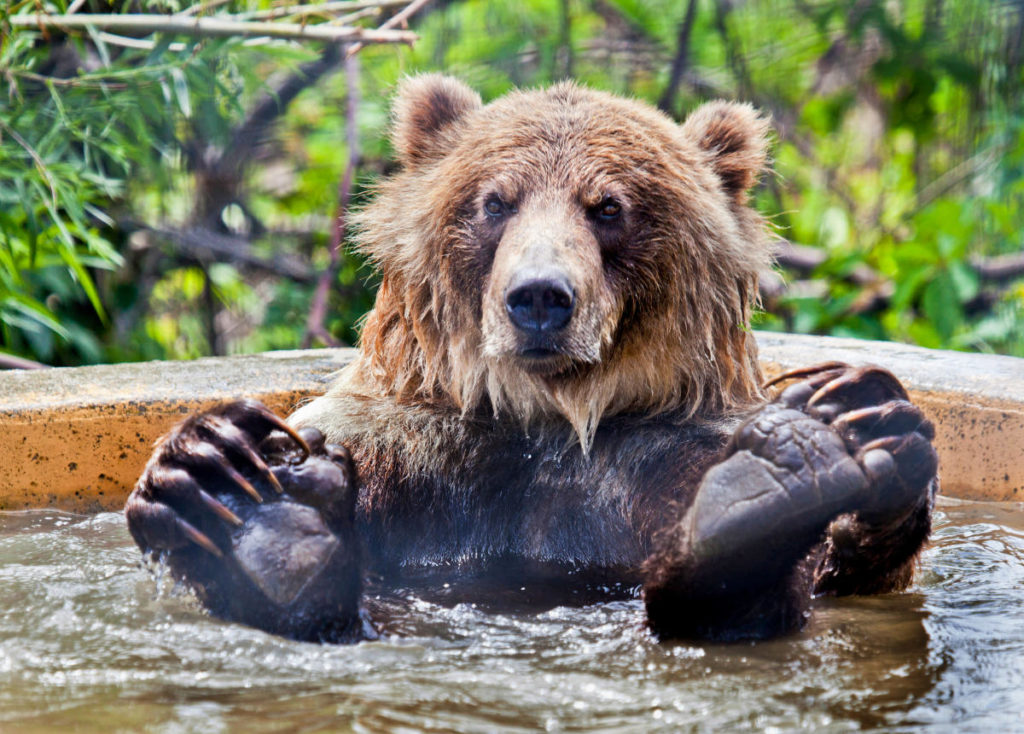 BC Wildlife Park